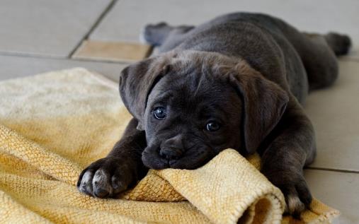 不要有這4個(gè)習(xí)慣，傷害狗狗身體的同時(shí)，還可能縮短它們生