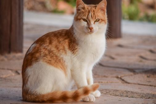 經常讓貓咪誤會的幾個動作，寵主經常做，卻不知這樣很傷