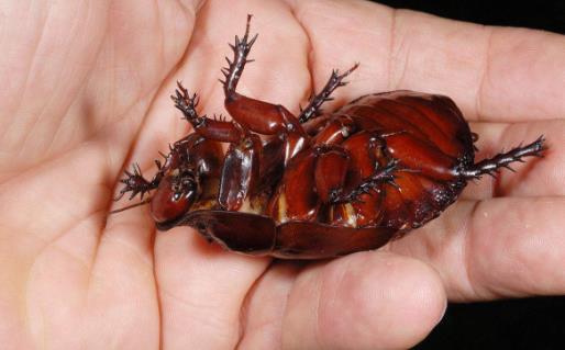 【家庭必備】那些欺騙人多年的小知識是時候澄清真相了！