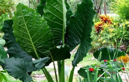 【家庭必備】那些欺騙人多年的小知識是時候澄清真相了！