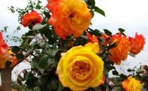 ?油煙機(jī)的廢油也是養(yǎng)花好肥料 好用的養(yǎng)花竅門盤點(diǎn)