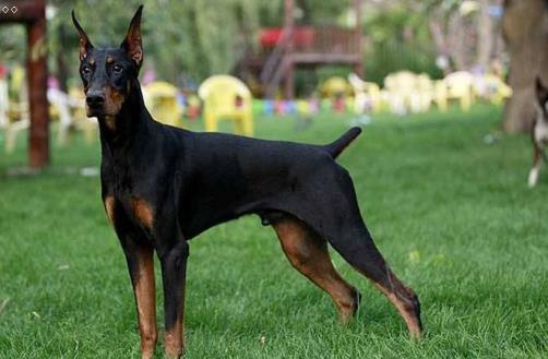   分享 更多   猛犬中的4種“假貨”，只是看著威武，實際上