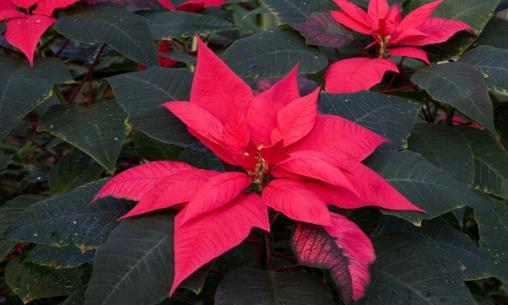 廚房用剩的菜不要扔，這么一弄做成肥料，好用極了！