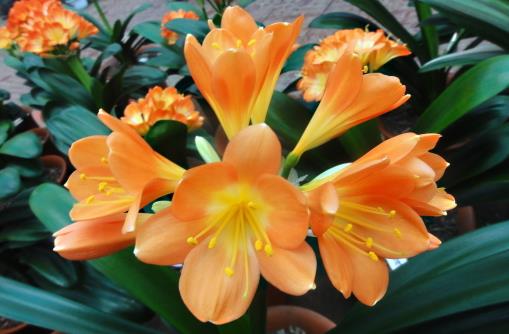 室內養“君子蘭”,七八月“講究”多,“4件事”堅決別做