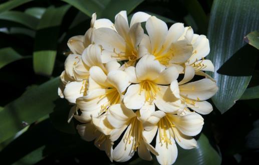 室內養“君子蘭”,七八月“講究”多,“4件事”堅決別做