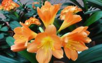 ?室內(nèi)養(yǎng)君子蘭七八月講究多 養(yǎng)殖君子蘭注意事項(xiàng)