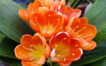 ?君子蘭想養(yǎng)得好的注意事項(xiàng)盤點(diǎn) 都做到不信養(yǎng)不好