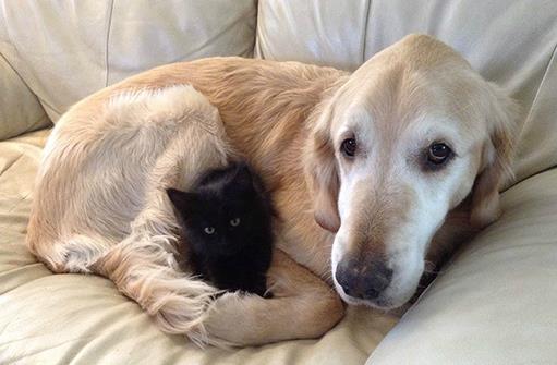 貓狗一起養的幾大好處，鏟屎官都懂，可就是花費太大了！