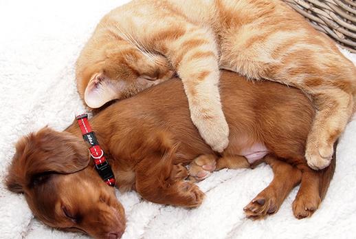 貓狗一起養的幾大好處，鏟屎官都懂，可就是花費太大了！