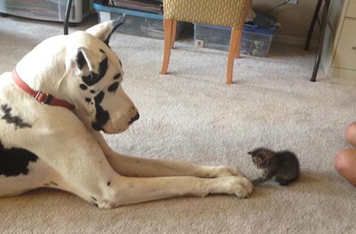 貓狗一起養的幾大好處，鏟屎官都懂，可就是花費太大了！