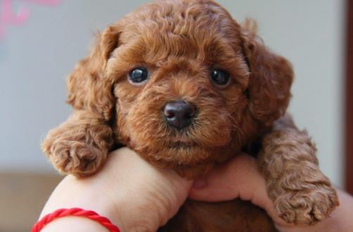 狗狗并不總是想喜歡被撫摸，在這三個場合，碰一下它都會發怒！