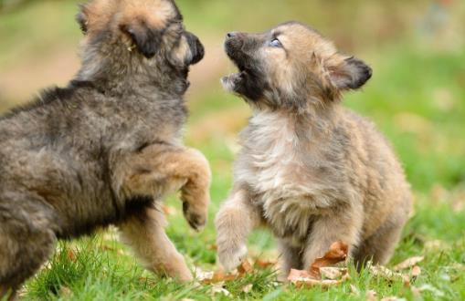狗狗并不總是想喜歡被撫摸，在這三個場合，碰一下它都會發怒！