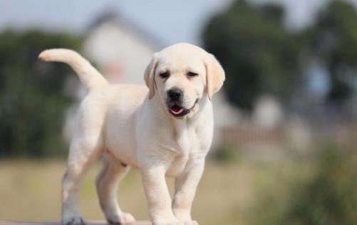 鏟屎官?zèng)]有留意到的小細(xì)節(jié)，讓狗狗倍感難受的同時(shí)，還容