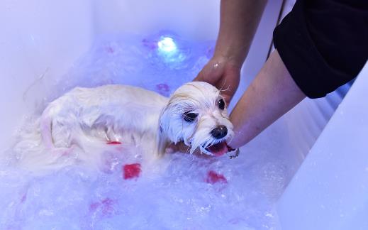 鏟屎官?zèng)]有留意到的小細(xì)節(jié)，讓狗狗倍感難受的同時(shí)，還容