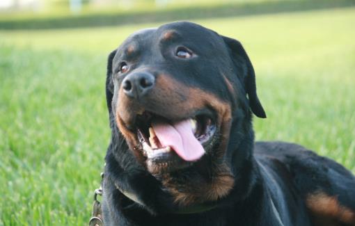 鏟屎官?zèng)]有留意到的小細(xì)節(jié)，讓狗狗倍感難受的同時(shí)，還容