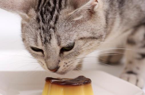 貓咪被嚇著以后，鏟屎官別坐視不管，有這4種安撫方式