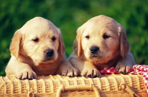 狗狗多大開始訓(xùn)練?基礎(chǔ)訓(xùn)練三個(gè)月開始