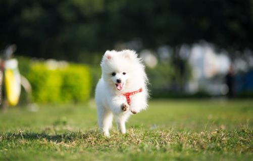 女生適合養的寵物狗推薦 幾個適合女性飼養的寵物狗