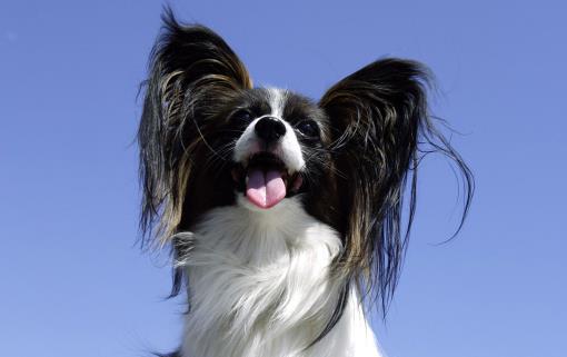 女生適合養的寵物狗推薦 幾個適合女性飼養的寵物狗