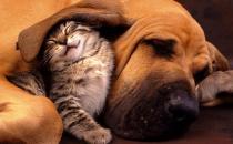 貓咪同狗狗一起養(yǎng)的注意事項(xiàng) 貓狗一起養(yǎng)的好處揭秘