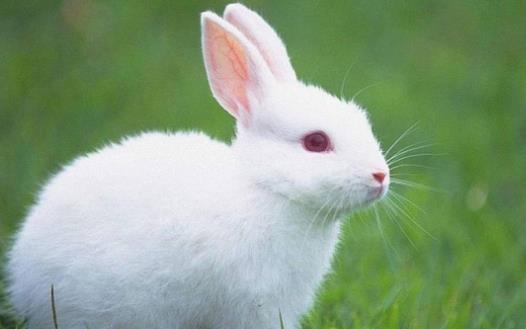 素食動(dòng)物恐怖吃肉記 素食動(dòng)物本質(zhì)太弱而吃不肉