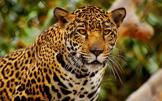 豹子小身軀有著大能量 關于豹子的冷知識