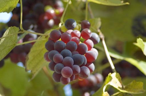 葡萄搭配其它水果做成綜合果汁,風味更獨特