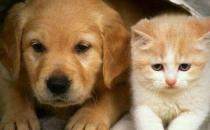 ?貓未必比狗聰明 貓表示智商測試跟我沒關系