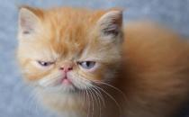 貓咪總會在家門口等主人 你是它的唯一喵生伴侶