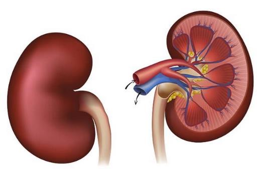 夏天是補腎好時機 中醫(yī)教你冬病夏養(yǎng)養(yǎng)出好陽氣