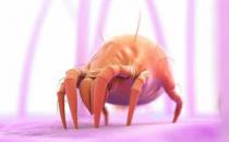 床單枕巾多久清洗一次 超過這個時間螨蟲會成千上萬