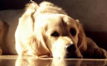 金毛遛完后肉墊竟然受傷 養護狗狗一定要注意的細節