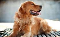 ?錯誤方法養狗狗狗老去速度快 鏟屎官一定一定要杜絕