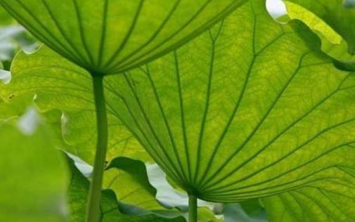 小暑節氣最應該吃什么？黃鱔補氣、山藥養胃、綠豆芽降暑，別錯過