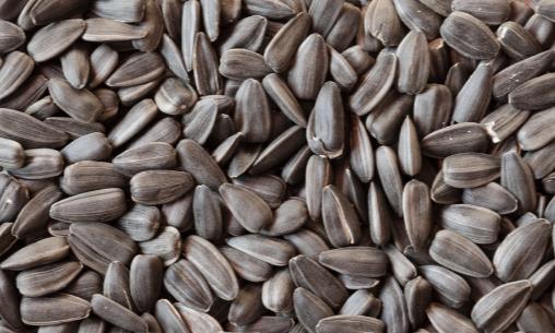 每天一把葵花子 營養(yǎng)豐富抗皮膚老化