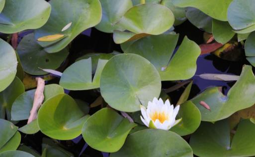 四款養生食療方助解暑 三杯飲品最消暑