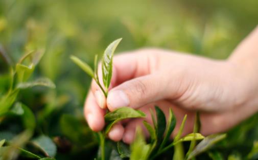 長期對著屏幕必知的4個護眼方法 10種不得不知的護眼食物