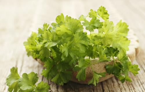 香菜的營養價值 這類人不能吃香菜