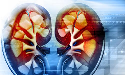 腎功能不好有哪些癥狀 補腎食品助你擺脫疲勞乏力