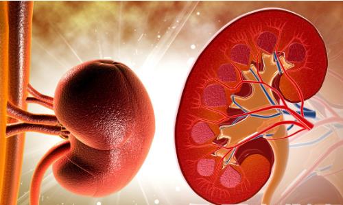 腎功能不好有哪些癥狀 補腎食品助你擺脫疲勞乏力