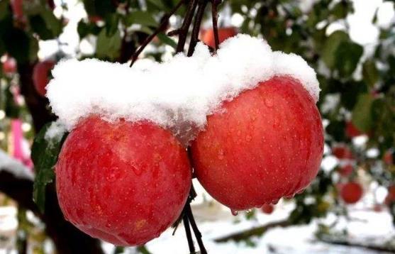 冰糖心蘋果的糖心是怎么形成的？冰糖心是蘋果得了糖心病(水心病)