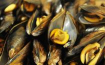 海虹被稱海雞蛋營養豐富味道鮮美 挑選海虹個體越大越好