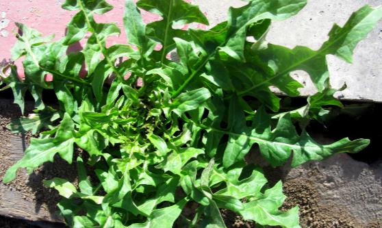 血壓總是降不來 高血壓食療方讓你輕輕松松吃出健康