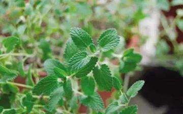 【防蚊植物】驅(qū)蚊植物_室內(nèi)盆栽防蚊_種什么植物可以驅(qū)蚊防蚊_驅(qū)蚊子最有效的方法