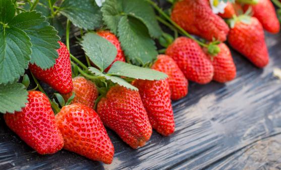 挑選草莓的小竅門(mén) 過(guò)大過(guò)重的草莓不要買(mǎi)