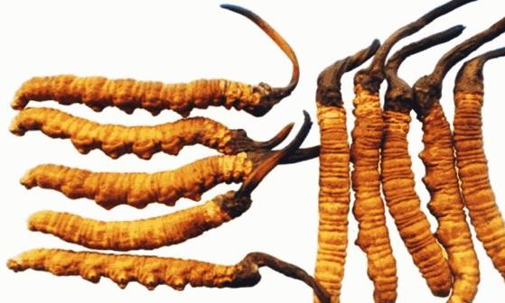 中藥緩解失眠 四大食物教你調理失眠