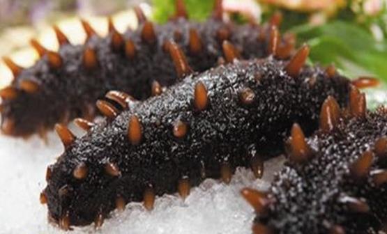 海參能健腦益智長壽 干海參泡發的正確方法