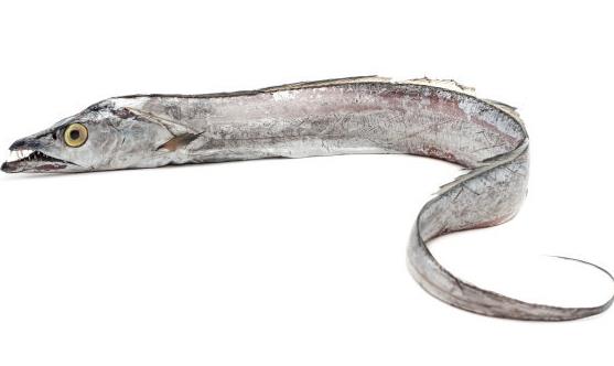 經常吃帶魚能夠養肝補血潤膚養發 帶魚的4種美味做法