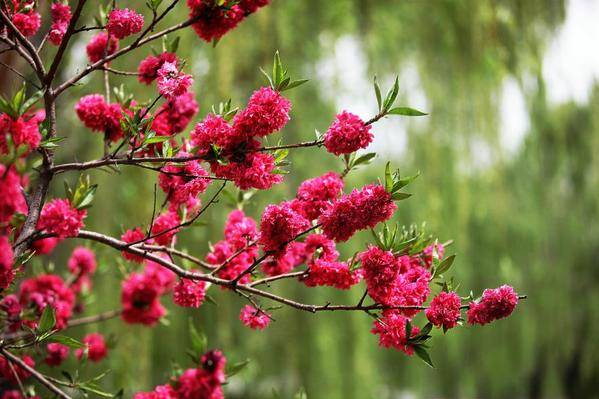 足太醫(yī)丨春日好時(shí)光，養(yǎng)生正當(dāng)時(shí)