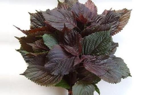 紫蘇葉搭配食材有養生效果 推薦十大紫蘇葉調理的養生食譜